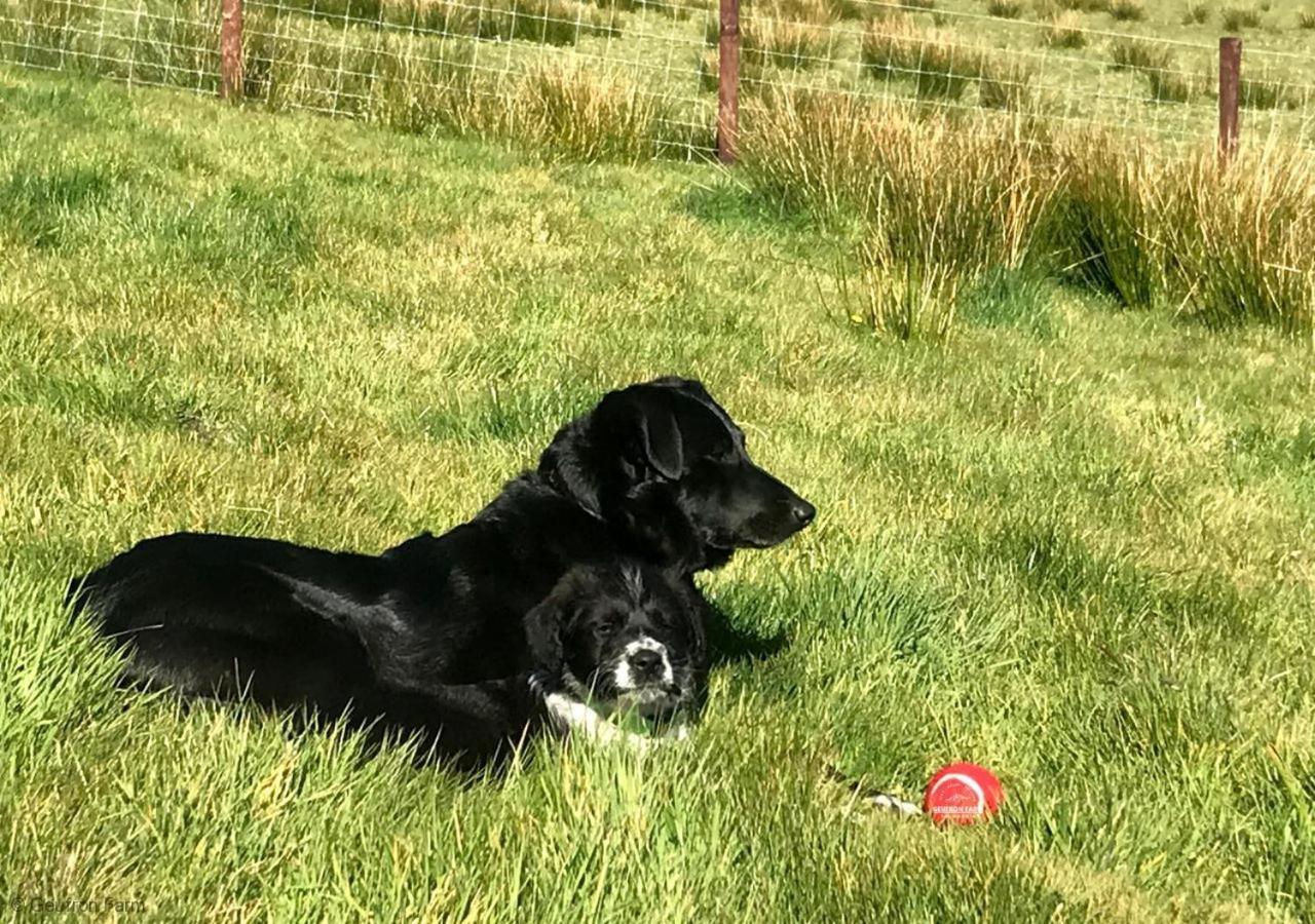 Farmhouse & Cottage At Geufron Farm - Dog Friendly Bryn-crug Buitenkant foto